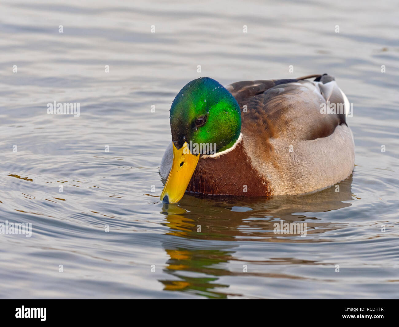 Canard colvert Anas platyrhyncha Drake en plumage de printemps Banque D'Images