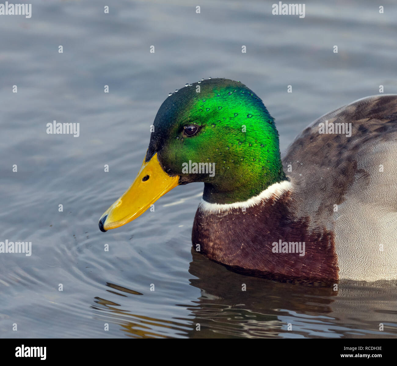 Canard colvert Anas platyrhyncha Drake en plumage de printemps Banque D'Images