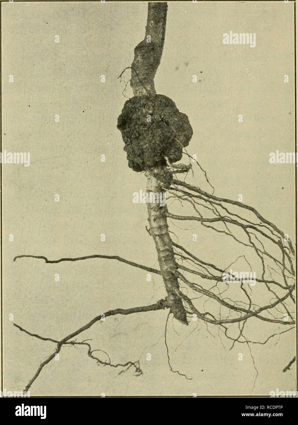 . Les maladies des plantes d'importance économique. Les maladies des plantes. 88 Les maladies des plantes d'importance économique en plus des plantes naturelles, nommé des galles sur le cognassier, le prunier, Dewberry, framboise, maïs, navet, salsifis, radis, laitue, radis, coton, luzerne, trèfle, pécan, saule.. Fig, 44. - Pêche couronne-gall. Après Hedgcock. poplar, chrysanthème, chèvrefeuille, Euonymus, arbousier, Marigold, pyrèthre, pivoine, et de lauriers roses ont été étudiés, tandis qu'une liste complète des plantes sensibles comprennent beaucoup plus. La maladie dans une forme connue sous le nom de soft-gall est trouvé communément sur les plantes herbacées ou de cannes à sucre de fruits.. Veuillez noter tha Banque D'Images