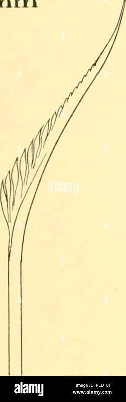 . Rapports de découverte. La découverte (navire) ; des expéditions scientifiques. 213 sous-famille SERPULIDAE Genre FILOGRANINAE Salmacina dysteri Salmacina, Claparede (Huxley), var. falklandica, var. nov. Salmacina dysteri (Huxley), Fauvel, 1927, p. 377, fig. 129 c-k. WS 85 St.. 25. iii. 27. 8 km S 66° E de l'île animée, East Falkland Island. À partir de 52° 09' 00" N, 58° 14' 00" à 52° 08 VV' 00" N, 58° 09' 00" O. 79 m. Gear DUT. En bas : de sable et de coquillages. De nombreux spécimens. ^Tlmm O. Lmbc 06 mm. Veuillez noter que ces images sont extraites de la page numérisée des images qui peuvent avoir été numériquement de commu Banque D'Images