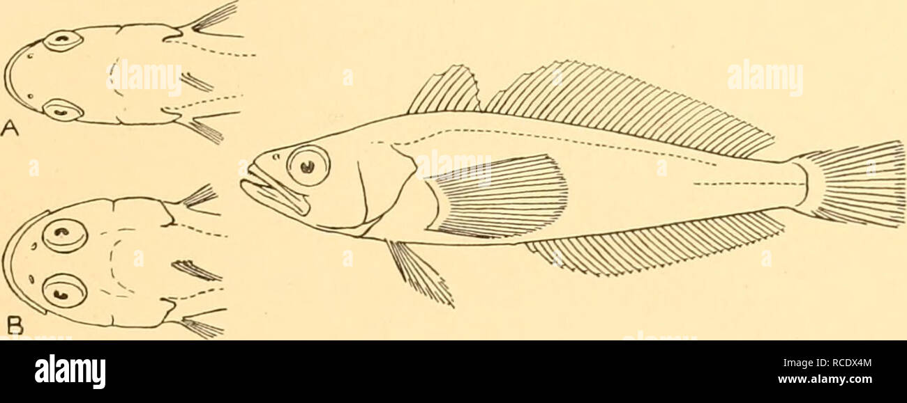 . Rapports de découverte. La découverte (navire) ; les expéditions scientifiques ; océan ; l'Antarctique, îles Falkland. NOTOTHENIIDAE 29 184 ST. 15-16. iii. 27. Fournier Bay, île Anvers, l'archipel Palmer. Gros poisson piège, 36 m. : I modèle, 87 mm.. Fig. 15. Trematomus newnesi. Une vue dorsale, de chef de T. newnesi ; B, la même de T. nicolai. x J. Profondeur de corps 4 à 5^ dans la longueur, longueur de tête 3I- pour 4^. Plutôt museau plus court que le diamètre de l'œil, qui est de 3 à 4^ dans longueur de la tête ; largeur interorbitale 2I à 5. Vers l'égalité des mâchoires ou abaisser un peu la projection ; jusqu'au maxillaire inférieur partie antérieure o Banque D'Images