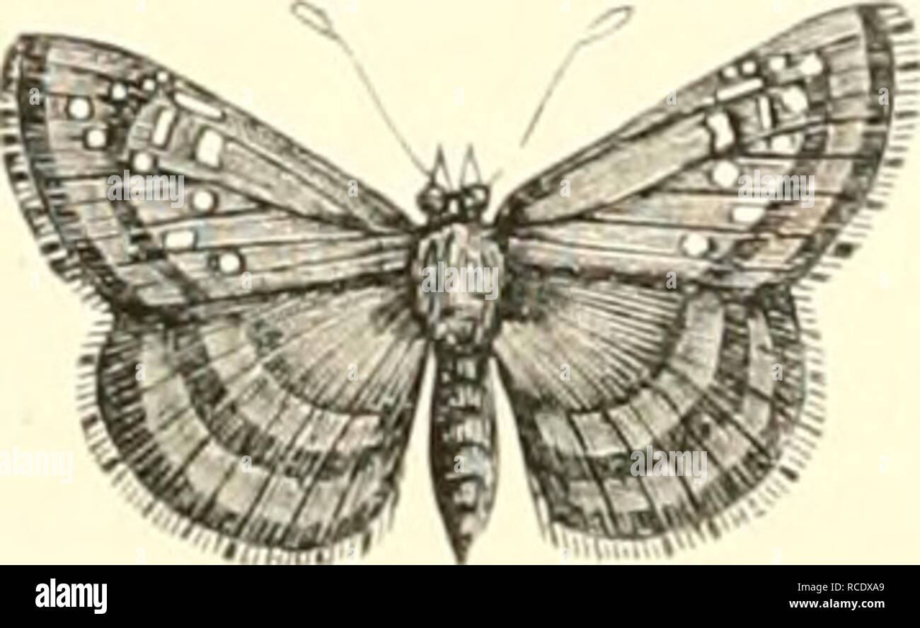 . EncyclopÃ©die d'histoire naturelle ; ou, traitÃ© complet de cette science d'aprÃ¨s les travaux des naturalistes les plus Ã©minents de tous les pays et de toutes les Ã©poques : Buffon, Daubenton, LacÃ©pÃ¨de, G. Cuvier, F. Cuvier, Geoffroy Saint-Hilaire, Latreille, de Jussieu, Brongniart, etc. histoire naturelle -- Dictionnaires. Fi ? ÃS:j Ic^liili.je lÃ®iii Ijniiic ; !. J'arnii Boisiltivfi¨les espÃ scé exoti((U('s, nous citerons-Vllrspi llavci lioisduval tiii, (|ui Vllcspnia Pouricri habite Madagascar ;, Boisduval, (jui se trouve Ã¹ Tintingue, Ã Sainte-Maiie et Ã l'oulepointe ; l7/c.Â" Borhou jirria'irit Banque D'Images