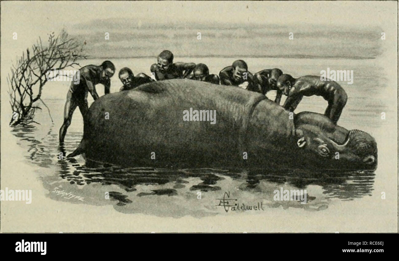 . Chasse à l'éléphant en Afrique équatoriale de l'Est ; le fait d'être un compte de trois ans de chasse à l'ivoire sous le mont Kenya et parmi les sauvages de l'Lorogi Ndorobos montagnes, y compris un voyage à l'extrémité nord du lac Rudolph. La chasse à l'éléphant ; la chasse. Retourner à LAKE RUDOLPH 347 le long de notre chemin, et j'ai pensé qu'il Hkely il y a peut-être pas très loin sur les éléphants, dont il serait sûr de trouver des traces si dans le quartier. Après une absence d'environ deux heures, il est revenu avec la nouvelle qu'il avait en fait vu les éléphants eux-mêmes, d'alimentation et de l'alcool dans certains eau haute-l'herbe pousse au bord o Banque D'Images
