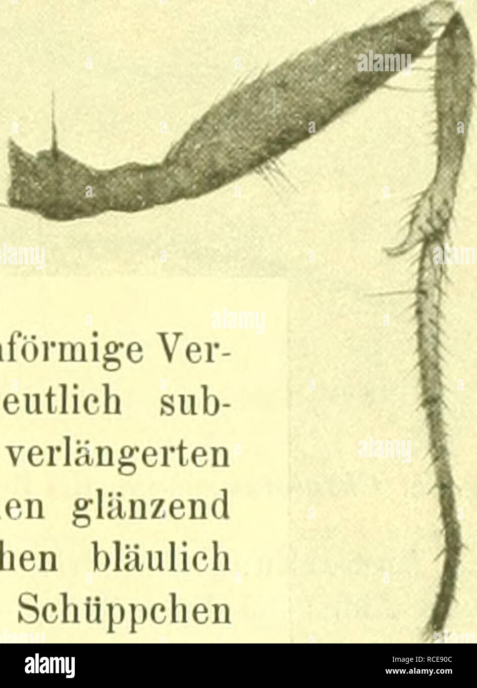 . Dipterologische studien. Dolichopodidae. Dipterologische Studien über Dolichopodidae. 197 und gerade die zwei zwei gebogene Borsten, bürstenförmig bewimpert ist der Ausschnitt ; der métatarse, etwas länger als Das zweite Glied, ist im ganzen auf der Unterseite verdünnt oder etwas aus- geschnitten, bewimpert verdickten und an der dépit stärker behaart Haftläppchen ; die Beine und sind gleich gross. Flügel schwach gelb- lich. 25-3 mm lang. 9. - Stim und Gesicht von ^4 der Kopf breite. Beine einfach, etwas kürzer. Haftläppchen klein. 1 c ?, 29 aus Peru-Urubambafi Umahuankilia, 13. IX. 1903. Banque D'Images