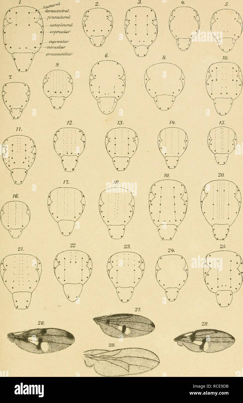 . Dipterologische Studien. Diptères. Berimer erttom. Zeitschrift, BEB. XLI. 1896. TafW.. E Becher deb. BilbxnVi Thoraxrücken lithy- nie : 1) Dichaeta Notiph -.- 2) Ephygr. ; 3) ; 4) Paralimna Hecam. ; 5), Allotrich Clasiopa ; g) ; 7) trimère. - Cnestrum - Discom. - Athyrogl Gymnopa. ; 8) ; 9) Atlssa Ilythea ; 10) ; 11) Hydrollia Glenanthe ; 12) ; 13) Philygria Hyadina ; 14) ; 15) Axysta Lytogaster ; 16) ; 17) Pelina ; 18) Ochtliera ; 19) Ephydra ; 20). Ticliom Parydra ; 21) ; 22) Sca- tella ; 23) Scatophila Bracliydeut ; 24). ; 25)Canace ; Flügel : 26) Ephygr. maritima ; 27) EP. marginella ; 28) EP. Brachyd Roeden ; 29). Banque D'Images