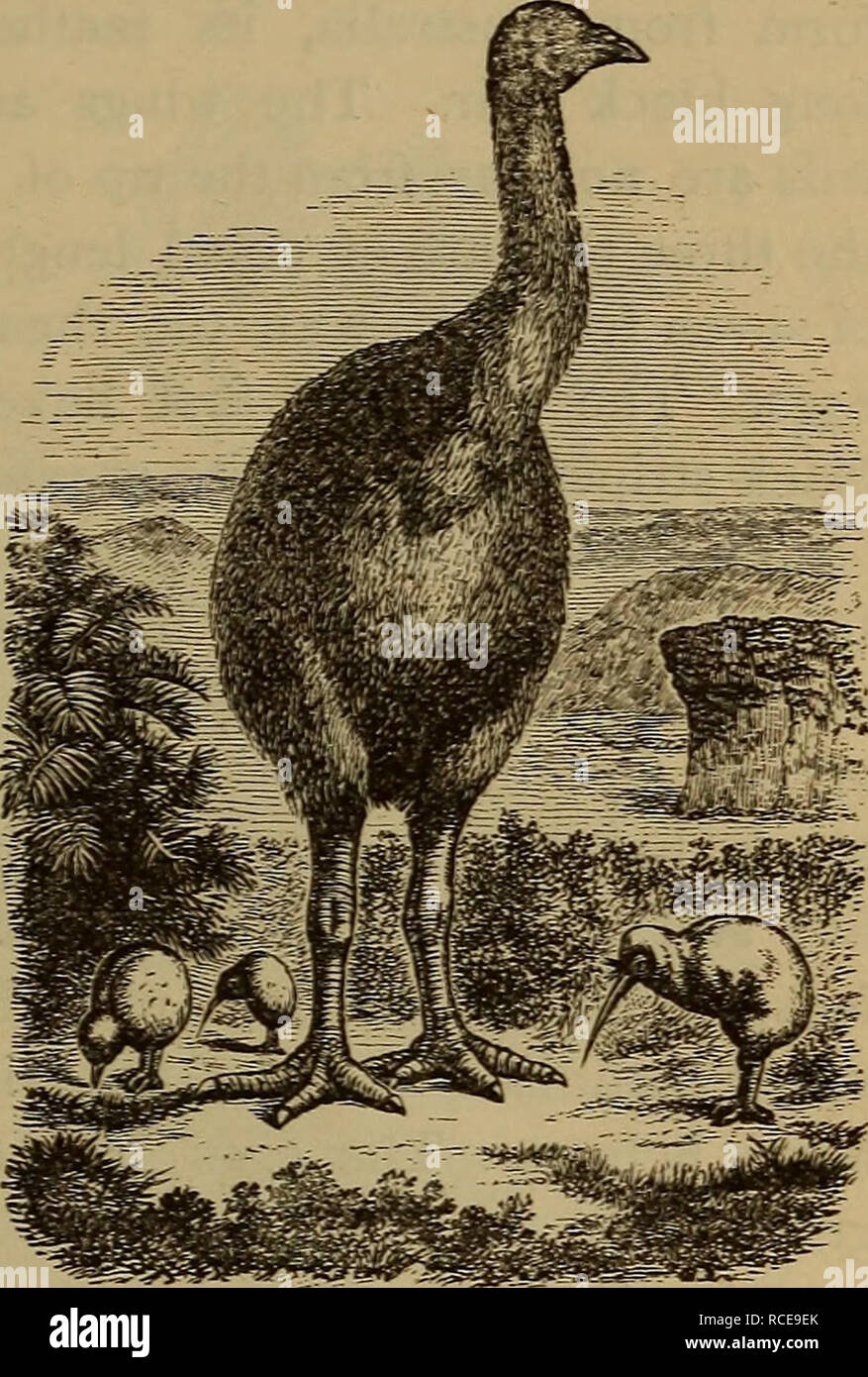 éléments Dzoölogy Zoologie Télévision Breasted Oiseaux
