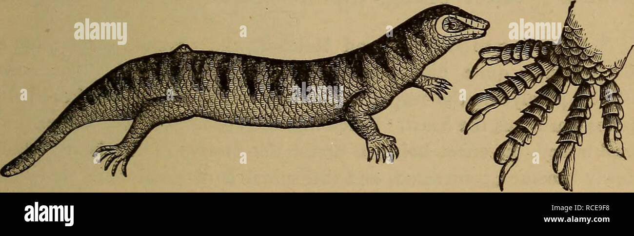 . Éléments d'zoölogy. Zoologie. Fig. 257. à cornes courtes {Phrynosoma cornutum). Vue dorsale et vue de côté de la tête. Fig. 258.-Gecko. Le Scinks {Scinktdce) sont en forme de fuseau (Fig. 259) et recouvert d'écailles lisses. Le et rouge- scinks sa tête sont communs dans les États du Sud. Les Serpents de verre (Chalcidce) n'ont pas de pieds, le corps étant serpent-like (Fig. 260). Le serpent de verre. Fig. 259.-Scink {Scincus officinalis), montrant la structure des pieds. ont également été vus en train de dévorer leurs propres cast-off et la peau s'agiter la queue. Les geckos d'Indes pousser un cri strident. Le g à queue Banque D'Images