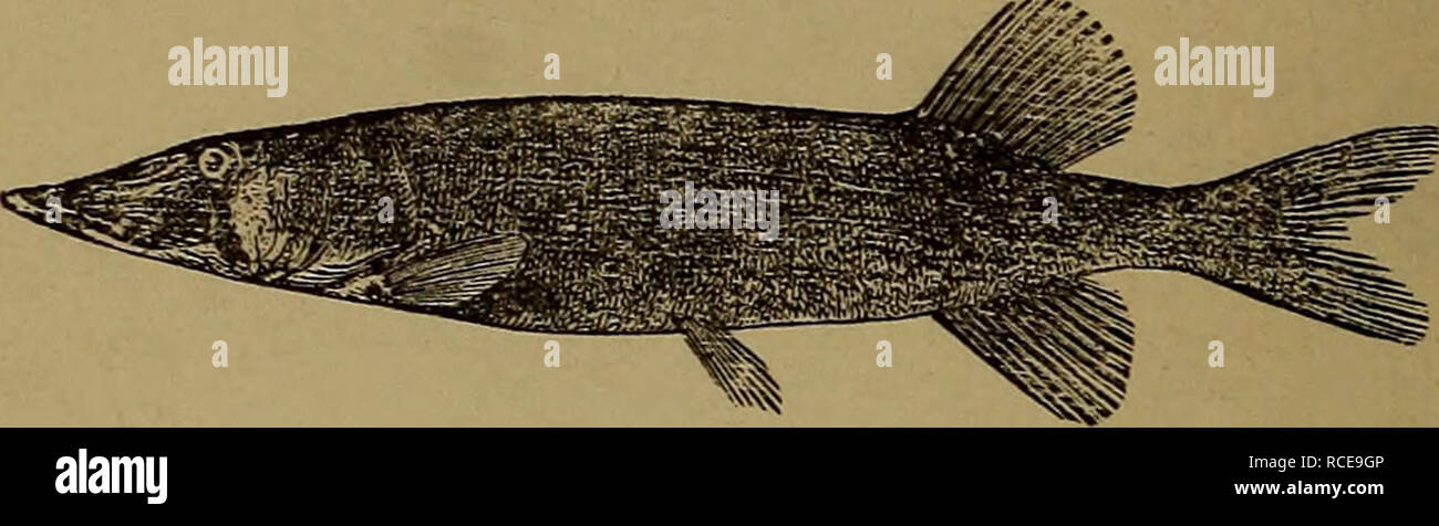 . Éléments d'zoölogy. Zoologie. 176 animaux à colonne vertébrale. Les brochets (Esocidce).-Le pikes (Fig. 219) sont depuis longtemps des museaux, déprimé, et avec une seule exception (Esox lucius) appartiennent aux États-Unis. Le Mitskallonge des Grands Lacs atteint une longueur de quatre pieds.. Fig. 219.-grand brochet (Esox). Note.-Toute la famille sont souvent vorace, attaquant les canards et même les plus gros oiseaux. Ils ont été connus pour vivre plus de cent ans. Le brochet vermiculé est commun dans les nombreux lacs et rivières d'Amérique du Nord. Un brochet a été observé par un naturaliste anglais de sauter d'un pied hors de l'eau, et prendre un jeune oiseau d'un o Banque D'Images