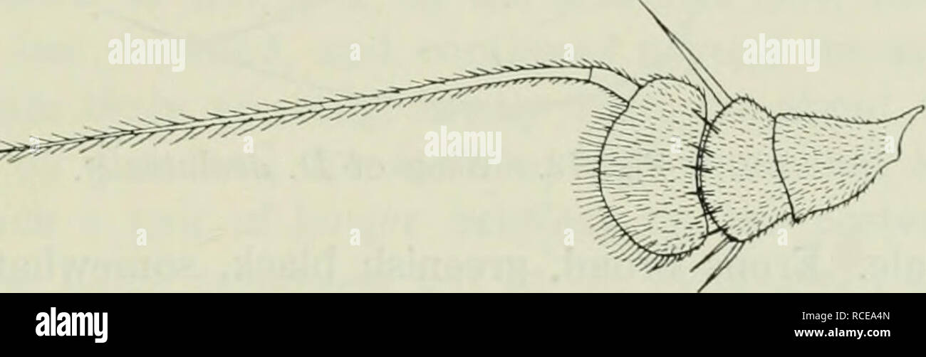 . Diptera Danica : genres et espèces de mouches trouvés jusqu'au Danemark. Diptères. - . ' Dolichopodidae. 225 1. D. oculatus Automne. 1823. De l'automne. Dipt. Suec. Dol. DoHchopus (28,22). - 1830. Restaurant mineralbad. Sysl. Beschr. VI, 360. - 1843. Zett. Dipt. Scand. II, 491, 1, et 1855. XII, 4621, 1. - 1862. Schin. F. A. I, 187. - 1903. Kal. paliiarkt. Dipt. II, 322. Himaculdta - Diaphora Macq. 1827. Soc. Sc. Lille, 1827, 22, 2, et 1834. De même, un Buff. I, 448, 2, Tab. X, fig. 22. - Diaphorus Umaculatus 1838. Restaurant mineralbad. Syst. Beschr. VII, 148, 7. - Diaphorus sdi flavocinctus. 1824. Syst. Beschr. IV. 33, 1, Tab. XXXIV, fig. 8 Banque D'Images