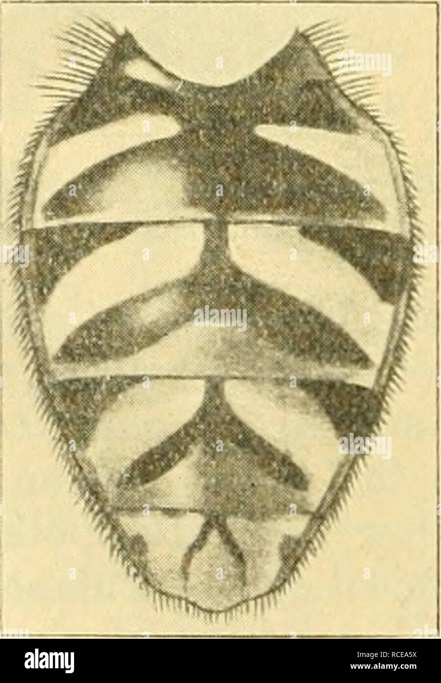 . Diptères Brachycères. Brachycères. 298 SYKPHID^. Chaka, District de Bijnor, Provinces Unies, 23-31. xi. 1907 (type d'sexfasciatum) ; le nord du Bengale (type d'haphyrus Gudahir Mlgiris ;), S., l'Inde, 6000 ft !, 19. ix. (1917) ; Nagnath Yercaud, Salem, Presideiic 27-29 %. x. 1913 Rotiing Jvalek ; entre et pays, 2000-3500, Abor ft., 14-15. iii. 1912 (Kemp), Kandy, Ceylan, xii. {1907 E. E. Green, genre de citronellum) ; Pnndaluoya, Ceylan, iv et ix. 1893 (E. E. Green) ; les gammes inférieures, tliils khasie, Assam, 1878 (Chennetl). Type d'haphyrus, une c ?, dans le British Museum ; d sexfasciafum, un $ , en Banque D'Images