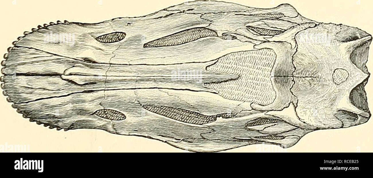 . Les dinosaures de l'Amérique du Nord. Les dinosaures. Le DIPLODOCUS LONGUS Marsh. Jurassique.. Veuillez noter que ces images sont extraites de la page numérisée des images qui peuvent avoir été retouchées numériquement pour plus de lisibilité - coloration et l'aspect de ces illustrations ne peut pas parfaitement ressembler à l'œuvre originale.. Marsh, Othniel Charles, 1831-1899. Washington, gouvernement. L'impression. L'arrêt. Banque D'Images