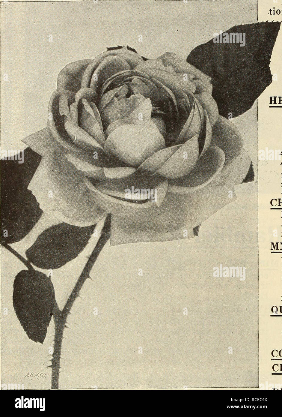 Dingee Guide De Culture Rose 1850 Foundel Dingee Guide De