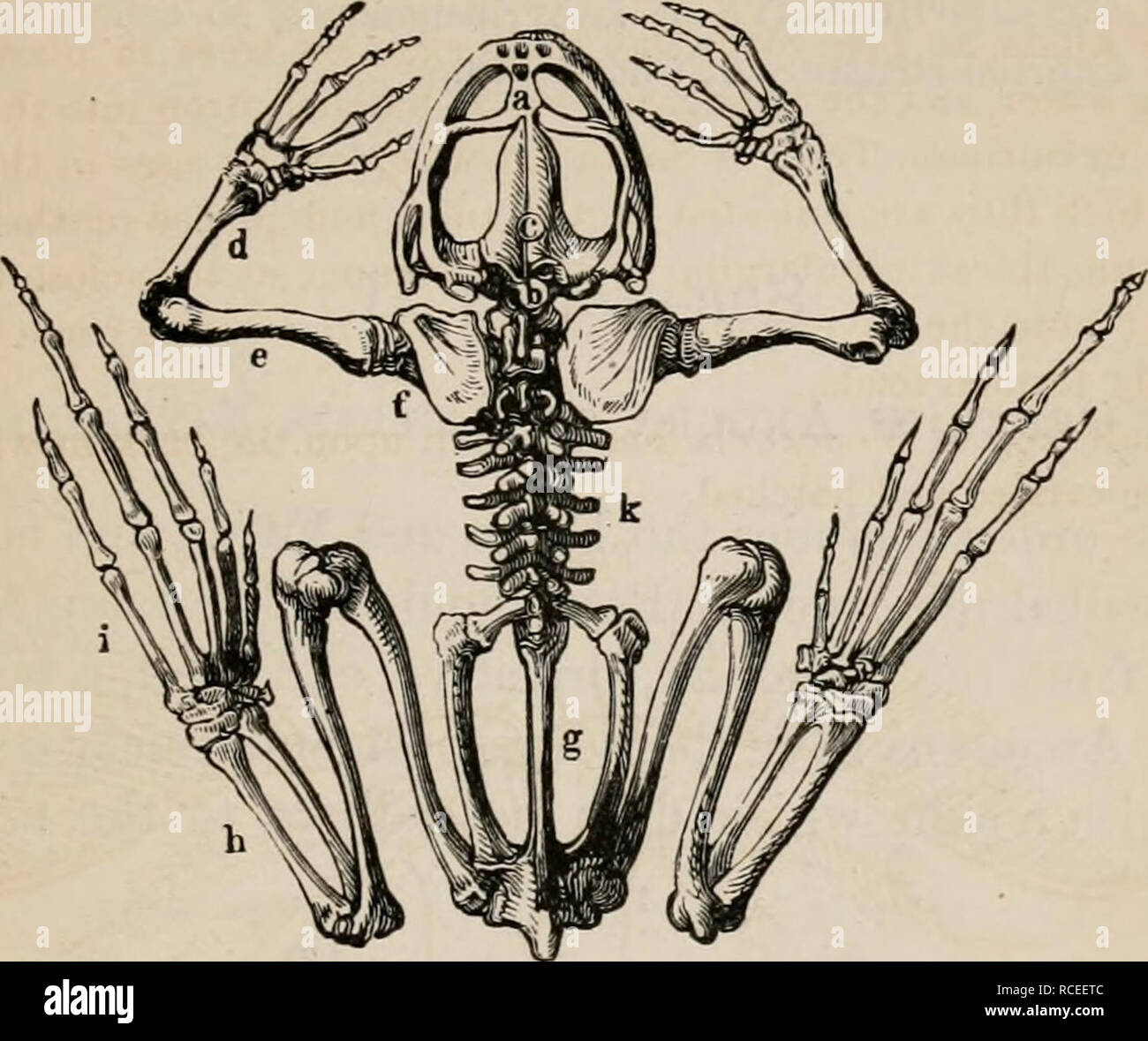 . Éléments d'zoölogy : un manuel. Zoologie. BATRACHIA CONSIDÉRÉE COMME UNE CLASSE. 237 batraciens ont le crâne très plat et large, et généralement d'une structure très ouverte ; deux condyles occipitaux pour FIG. 269.. Squelette d'une Grenouille-batraciens. l'articulation de la tête avec le corps ; et les côtes très court ou à désirer. Les jeunes batraciens respirent au moyen de branchies, et, dans la plupart des cas, vivent dans l'eau, étant ainsi plus ou moins de poisson, et sont appelés les têtards. Mais dans l'état adulte, à quelques exceptions près, les branchies disparaissent et puis ces animaux respirent au moyen de poumons. Leurs poumons sont deux Banque D'Images