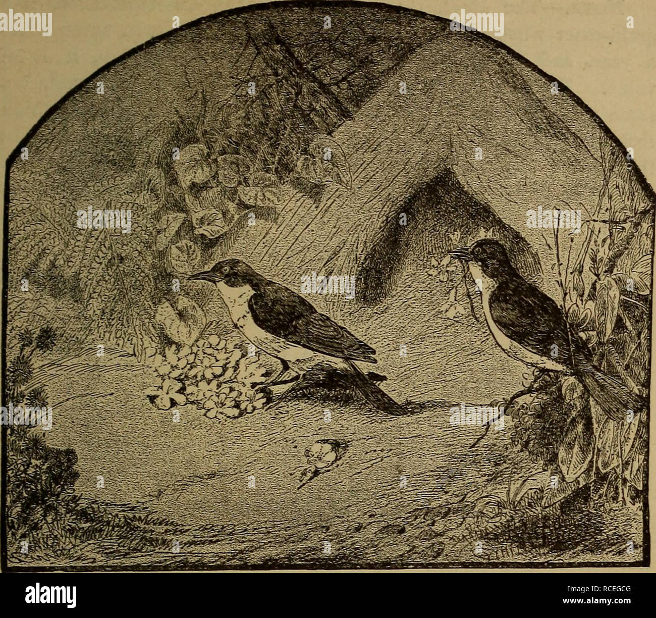 éléments Dzoölogy Zoologie Keel Breasted Oiseaux 285