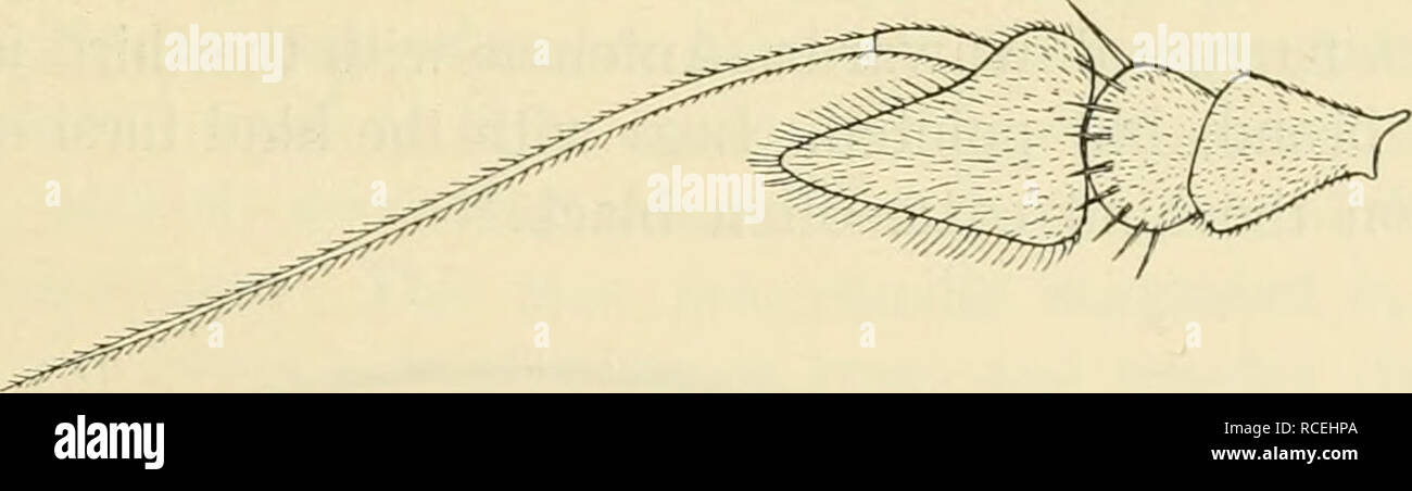 . Diptera danica : genres et espèces de mouches trouvés jusqu'au Danemark. Diptera -- le Danemark. Dolichopodidae. 383 jambes avec les tarses avant simple ; fémurs sans soies ou poils hérissés ci-dessous, et Hind tarsi barbu pas. 2,7 mm Longueur 2,3-. S. aeneicoxa n'est pas rare au Danemark, mais toutefois beaucoup moins courants que le Lersøen ; foliowing, Charlottenlund, Ordrup, Mose, Dyrehaven Fure Sø, Hillerød, Svenstrup et Faxe Ladeplads ; sur l'île de Fionie à Odense et Veflinge ; dans le Jutland à Hald près de Viborg, et sur fmally à Bornholm Rønne, Allinge et Almindingen. Mes dates sont ^^^^- h/s. Il se produit à l'horders de Banque D'Images