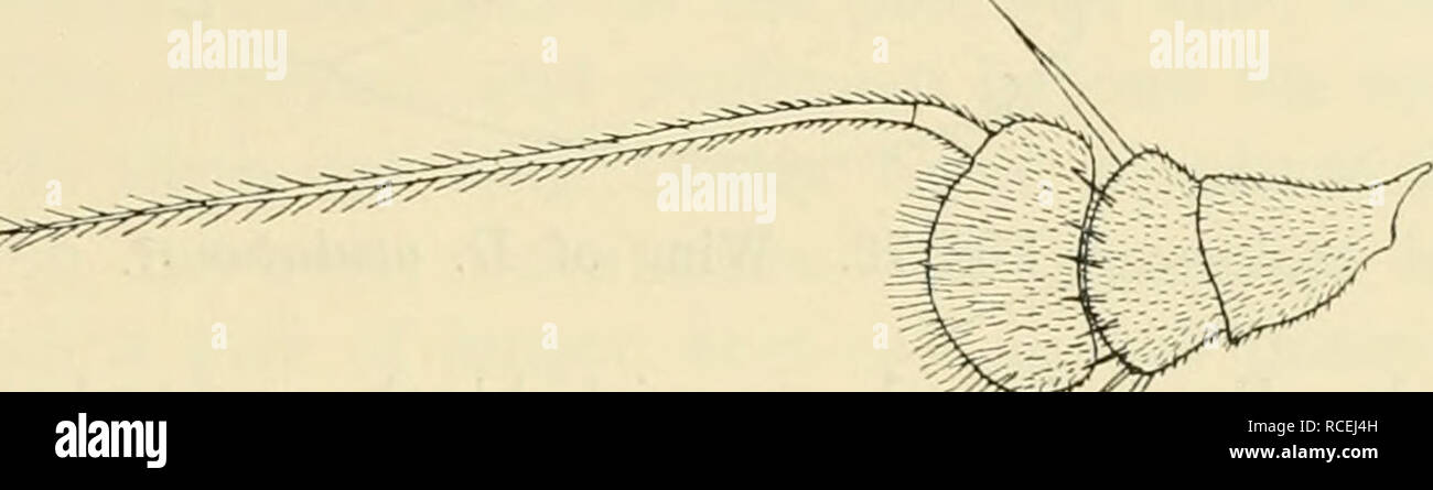 . Diptera danica : genres et espèces de mouches trouvés jusqu'au Danemark. Diptera -- le Danemark. Dolichopodidae. 225 1. D. oculatus Automne. 1823. De l'automne. Dipt. Suec. Dol. DoUcJiopus (28,22). - 1830. Restaurant mineralbad. Syst. Beschr. VI, 360. - 1843. Zett. Dipt. Scand. II, 491, 1, et 1855. XII, 4621, 1. - 1862. Schin. F. A. I, 187. - 1903. Kat. palåarkt. Dipt. II, 322. Himaculata - Diaphora Macq. 1827. Soc. Se. Lille, 1827, 22, 2, et 1834. De même. Å Buff. I, 448, 2, Tab. X, fig. 22. - Diaphorus himaculatus 1838. Restaurant mineralbad. Syst. Beschr. VII, 148, 7. - Diaphorus sdi flavocinctus. 1824. Syst. Beschr. IV. 33, 1, Tab. XXXIV, Banque D'Images