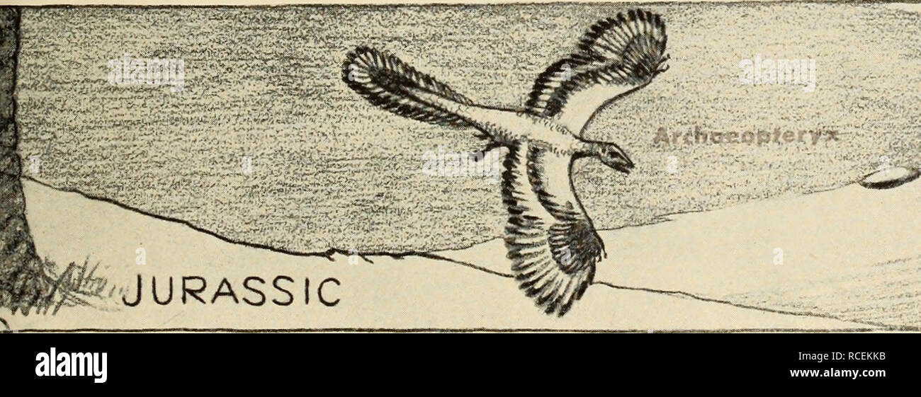 . Le dinosaure livre : la décision de reptiles et de leurs proches. Les dinosaures, les reptiles, les combustibles. ^m** du Crétacé. - GERHArtri Gennann restaurations par John C. Quatre étapes dans l'évolution des oiseaux. L'oiseau primitif, Archaeopteryx, avait des plumes et était probablement capable de voler, mais dans de nombreux détails c'était essentiellement des reptiles. Le Cre- taceous d'oiseaux aquatiques, Hesperornis, a été com- plètement grippe, bien qu'il en contenait encore les dents de ses ancêtres reptiliens. Dans la période de l'Éocène, masse géant des oiseaux tels que Diatryma peut avoir participé sérieusement avec les mammifères pour la domination sur le réseau local Banque D'Images