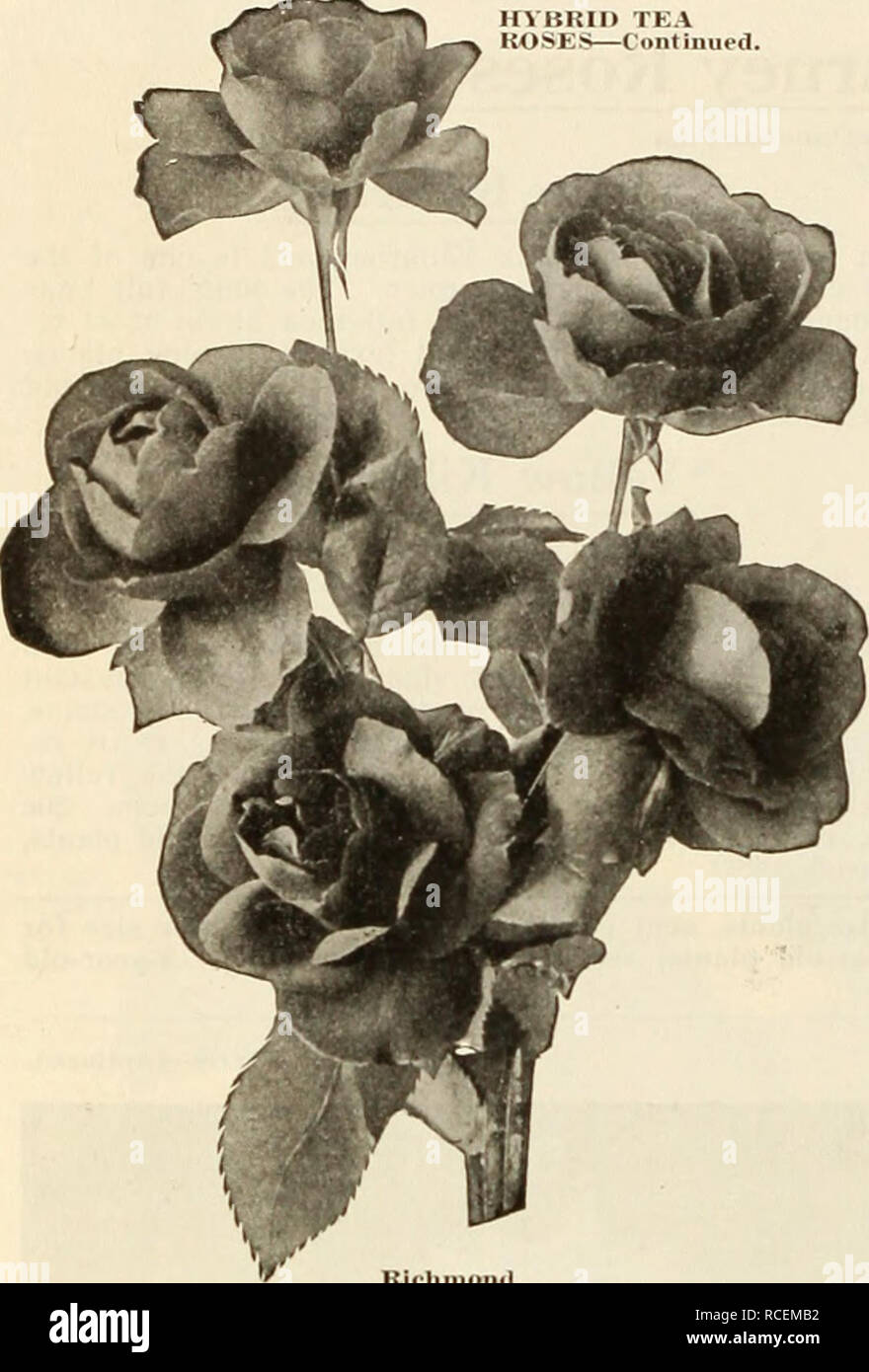 . Dingee guide de culture rose : 1917. NKA ER BECEIA FUVEB ED'PL.4J&lt;TS. "Les Roses la renommée aujourd'hui et suis très heureux avec eux. Ils étaient à tine eondition et je n'ai jamais reçu les plantes plus fine. Vous âSIRS Thajilc.". R. H. McCiEE. Wajnoka. De l'Oklahoma. 19 mai. 1916. ^ ^ »»^^â â€ y^^^^^^fi"^^^^^* jT-ou &lt;DD^ Projectattempters.com :-g&lt;ver^ t .g6)g-vjlÂ® ?i. DINGEE&amp;CONARDCO. WESTGROVE.PA. Plateau HVBRin ROSESâContinued.. Richmond Richmond. Ashtown dame similaires à Mad. Caroline Testout, mais supérieur à la croissance, la floraison et la couleur de la liberté. Producteur splendide, bientôt la production d'un grand, fort bush con Banque D'Images