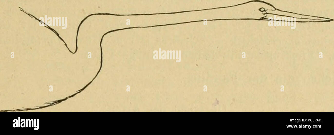 . Die Vögel der paläarktischen La flore systematische Übersicht der in Europa, Nord-Asien Mittelmeerregion vorkommenden und der Vögel. Les oiseaux ; les oiseaux ; les oiseaux. Steganopodes. 1401 Vom von Antiochia sandte Aharoni Vögel und Eier, nachdem die Art da- selbst schon von früher und Tristram Chantre gesammelt worden war. Vom Rive Euphrat , ein 9 im British Museum, vom Unteren Tigris Eier dans Jourdains Sammlung. Schlangenhalsvogel Landseen bewohnt der Flüsse und, wo man ihn an den Ufern oder auf Ästen, Baumstämmen herabhängenden oft mit Flügeln, sitzen sieht. Er meist schwimmt eingetaucht donc tief, dass man nur den Banque D'Images