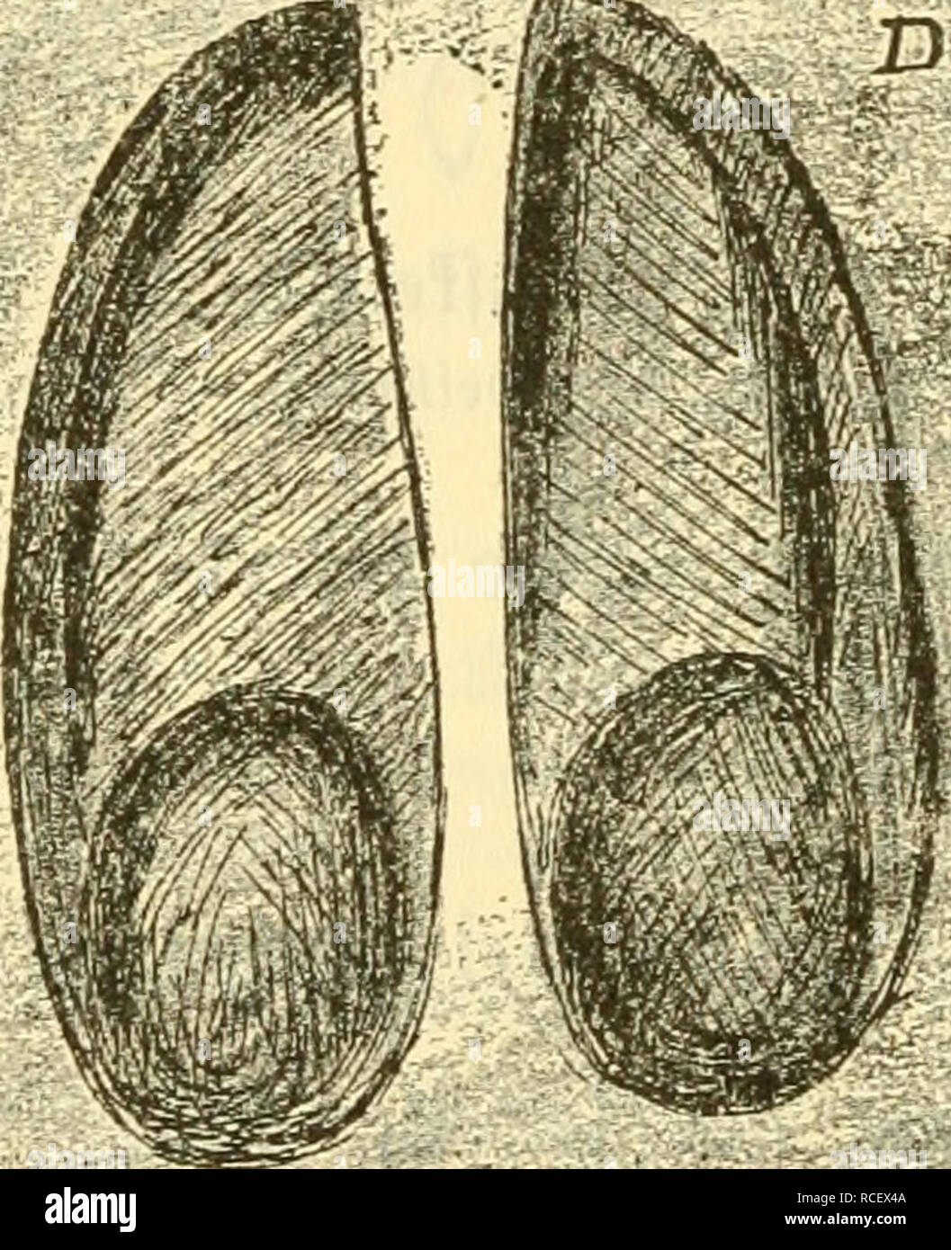 . Die Säugetiere Deutschlands : ihr Bau, ihre Lebensweise und ihre wirtschaftliche Bedeutung. Les mammifères. "Il"^*. Veuillez noter que ces images sont extraites de la page numérisée des images qui peuvent avoir été retouchées numériquement pour plus de lisibilité - coloration et l'aspect de ces illustrations ne peut pas parfaitement ressembler à l'œuvre originale.. Hennings, Curt, 1873-. Leipzig : Quelle &AMP ; Meyer Banque D'Images