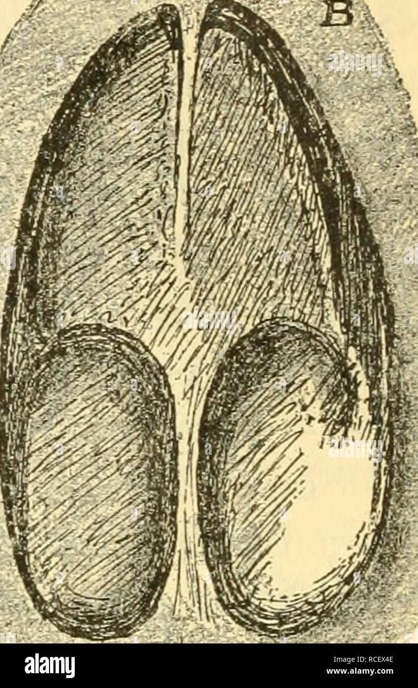 . Die Säugetiere Deutschlands : ihr Bau, ihre Lebensweise und ihre wirtschaftliche Bedeutung. Les mammifères. "Il"^*. Veuillez noter que ces images sont extraites de la page numérisée des images qui peuvent avoir été retouchées numériquement pour plus de lisibilité - coloration et l'aspect de ces illustrations ne peut pas parfaitement ressembler à l'œuvre originale.. Hennings, Curt, 1873-. Leipzig : Quelle &AMP ; Meyer Banque D'Images