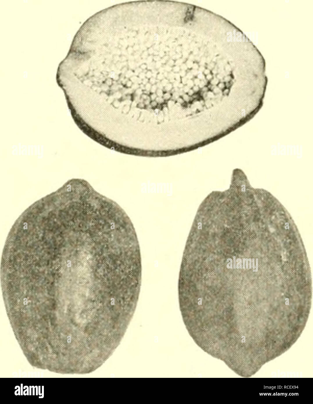 . Éléments de l'agriculture philippine. L'agriculture. Fic ;. 16. Jack-fruit sliowi ; fig. 17. PajDaya sliowing ce graines les fruits entiers sont dispersés et planté. Toutes les herbes et de mauvaises herbes ont de tels fruits. Le sfrass famille comprend le bambou, et tous les grains. De nombreux fruits à éparpiller leurs graines de diverses façons. Comment sont les semences de la société eggi)lant dispersés ? De coton ? De ricin ? De la papaye ?. Veuillez noter que ces images sont extraites de la page numérisée des images qui peuvent avoir été retouchées numériquement pour plus de lisibilité - coloration et l'aspect de ces illustrations ne peut pas parfaitement ressembler à l'o Banque D'Images