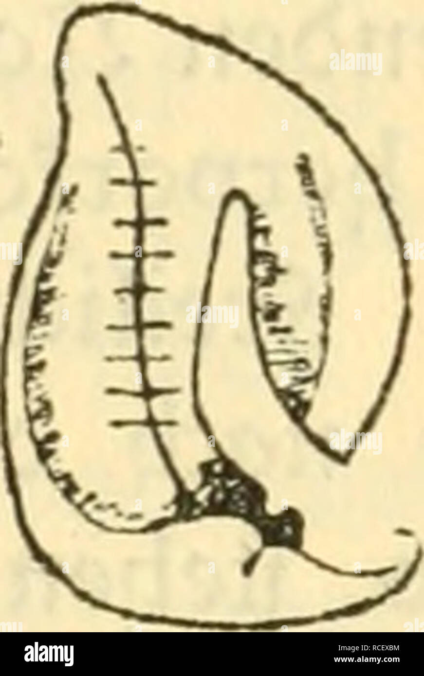 . Die Säugetiere Deutschlands : ihr Bau, ihre Lebensweise und ihre wirtschaftliche Bedeutung. Les mammifères. . Veuillez noter que ces images sont extraites de la page numérisée des images qui peuvent avoir été retouchées numériquement pour plus de lisibilité - coloration et l'aspect de ces illustrations ne peut pas parfaitement ressembler à l'œuvre originale.. Hennings, Curt, 1873-. Leipzig : Quelle &AMP ; Meyer Banque D'Images
