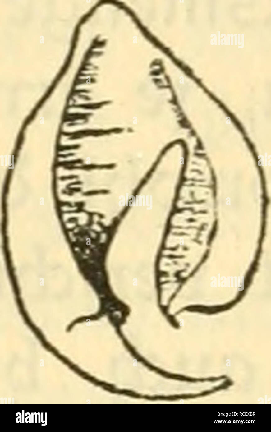 . Die Säugetiere Deutschlands : ihr Bau, ihre Lebensweise und ihre wirtschaftliche Bedeutung. Les mammifères. . Veuillez noter que ces images sont extraites de la page numérisée des images qui peuvent avoir été retouchées numériquement pour plus de lisibilité - coloration et l'aspect de ces illustrations ne peut pas parfaitement ressembler à l'œuvre originale.. Hennings, Curt, 1873-. Leipzig : Quelle & ; Meyer Banque D'Images
