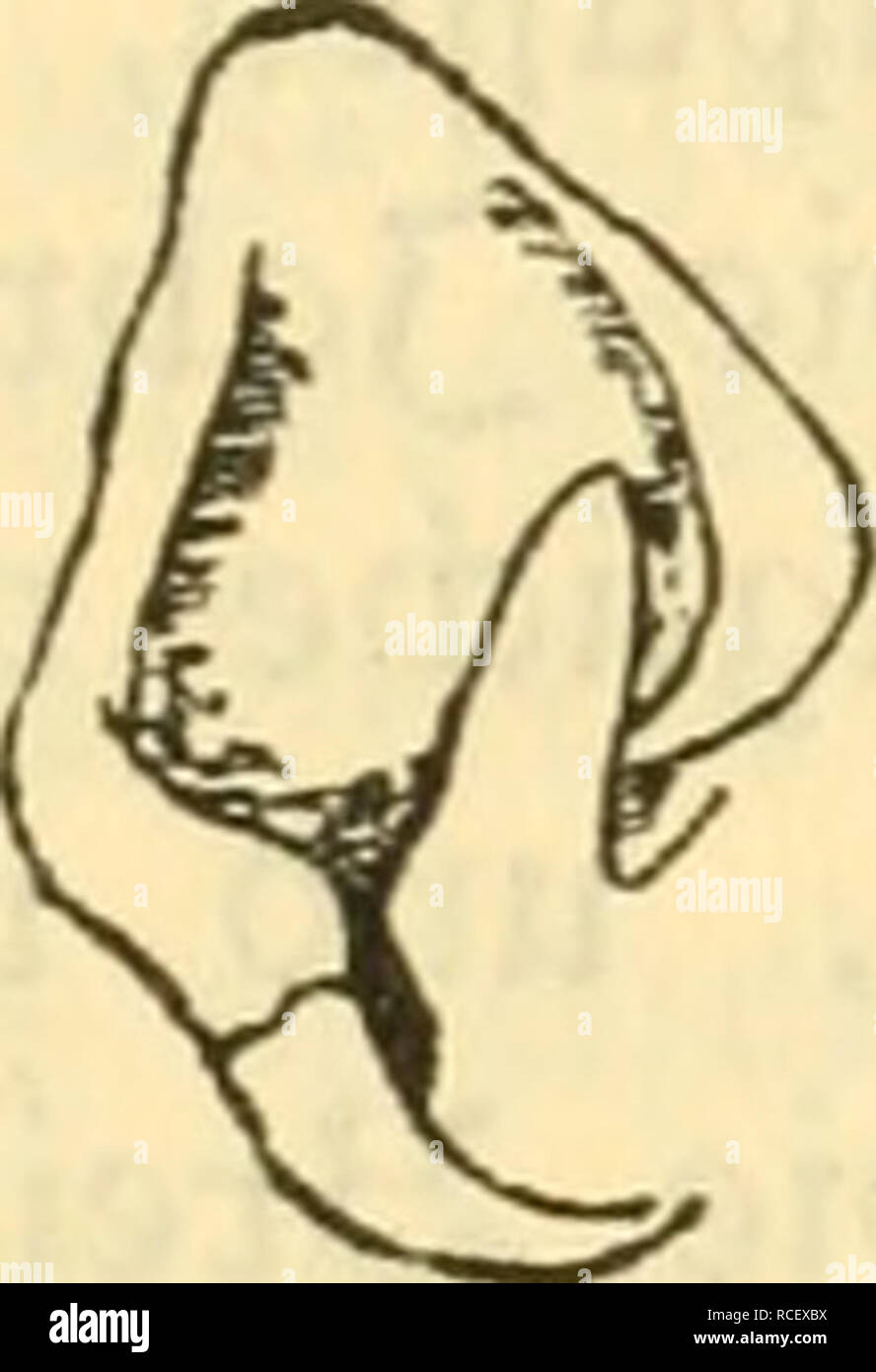 . Die Säugetiere Deutschlands : ihr Bau, ihre Lebensweise und ihre wirtschaftliche Bedeutung. Les mammifères. . Veuillez noter que ces images sont extraites de la page numérisée des images qui peuvent avoir été retouchées numériquement pour plus de lisibilité - coloration et l'aspect de ces illustrations ne peut pas parfaitement ressembler à l'œuvre originale.. Hennings, Curt, 1873-. Leipzig : Quelle &AMP ; Meyer Banque D'Images