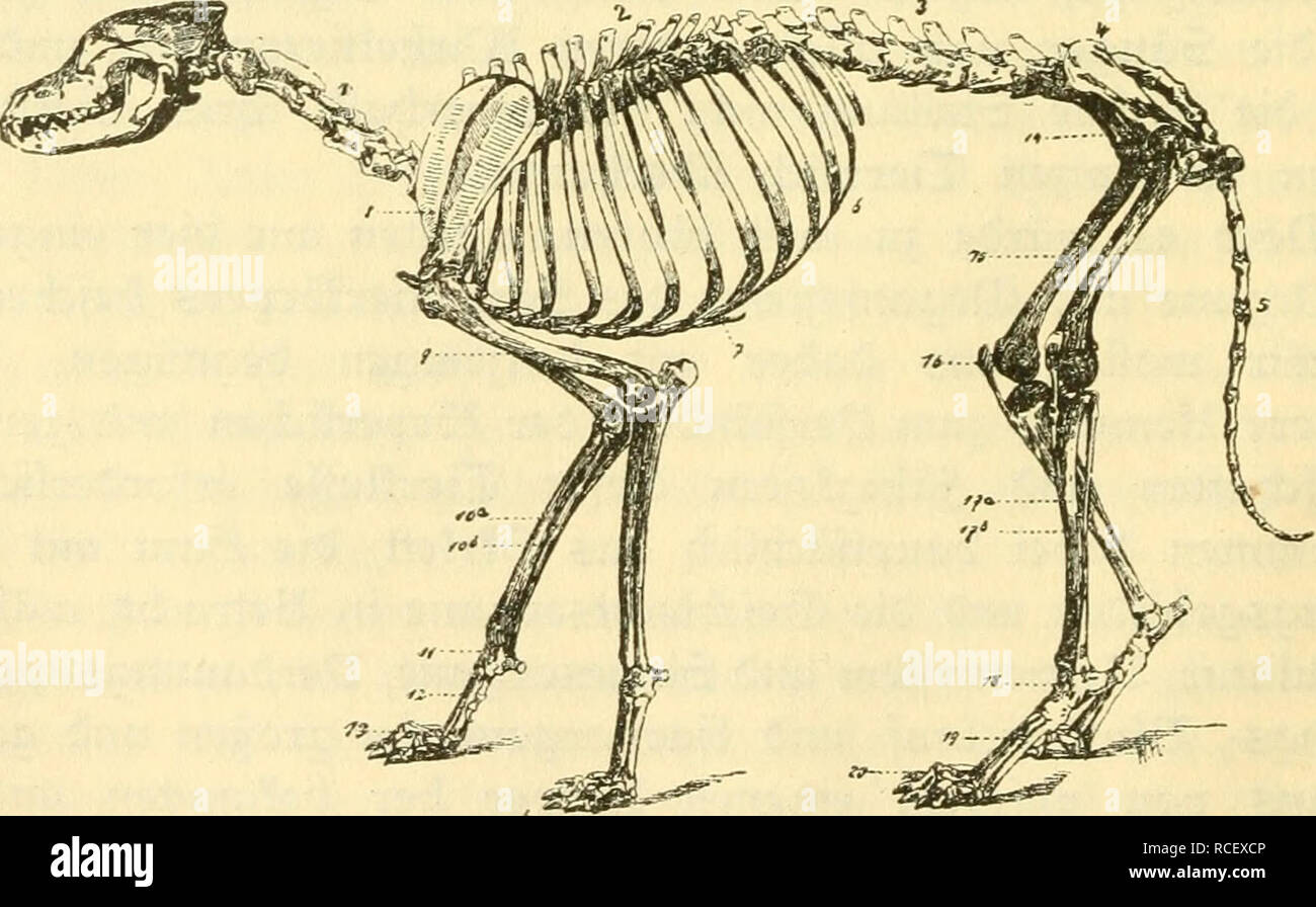 . Die Säugetiere Deutschlands : ihr Bau, ihre Lebensweise und ihre wirtschaftliche Bedeutung. Les mammifères. €12 rftes Chapitre. . Ktoafßrtticre, Industriel Monotremata ; 2. Beuteltiere, Marsupialia : 3. ^alinaxmc ^ ; Edentata,. Wale, cétacés ; 5. Huftiere, Ungulata ; 6. Haitbtiere, Carnivora : 7. Haaetiere, rongeurs ; 8. Nfeftenfreffer Kerfjäger 3ober, Insectivora ; 9. ^Ißbermäufe, Chiroptera ; 0, rjatbajfen, Prosimiae , lffen ; 2, simien. Von ihnen befi en^^ ipir nur bie burd Dxud ben hetvox^BDB des obenen beutfd^Vertreter auf bem en ^^ftlcinb äbreub xpir, u)dans augerbem ber Horb = ftfee IDalticre {unb ©ovce floffeufügi Banque D'Images