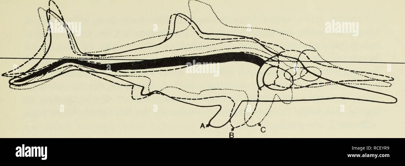 . La croissance différentielle dans trois ichtyosaures : Ichthyosaurus communis, I. breviceps, Stenopterygius et quadriscissus (Reptilia, Ichthyosauria). Ichthyosauria. . Veuillez noter que ces images sont extraites de la page numérisée des images qui peuvent avoir été retouchées numériquement pour plus de lisibilité - coloration et l'aspect de ces illustrations ne peut pas parfaitement ressembler à l'œuvre originale.. McGowan, Christopher. Toronto : Musée Royal de l'Ontario Banque D'Images