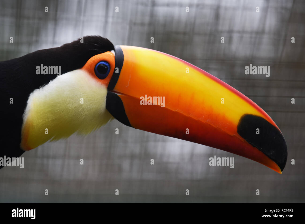 Photographie de la tête de Toco Toucan en captivité Banque D'Images