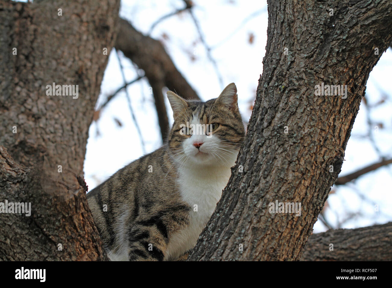 Le Symbole De L Etat Chat Tabby Du Massachusetts Et De Sauvetage Animal Symbole De Californie Colorado Connecticut Delaware Abandonnes Dans Colfiorito Ombrie Italie Photo Stock Alamy