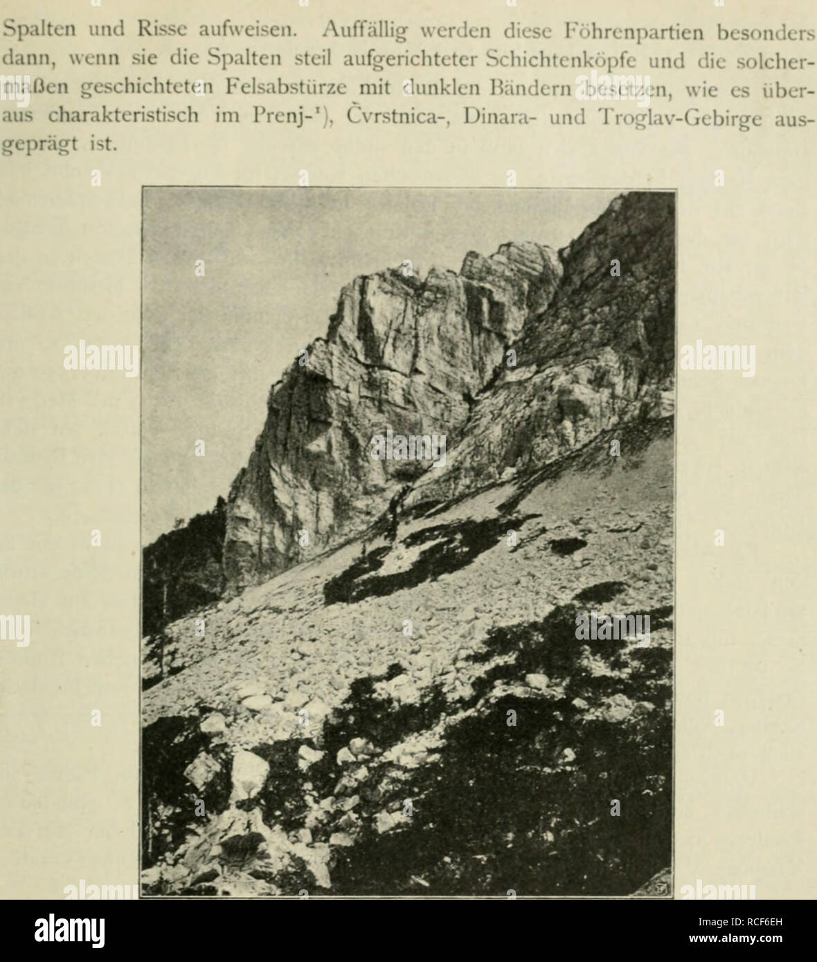 . Die Vegetationsverhältnisse illyrischen begreifend der Länder, Südkroatien Quarnero-Inseln, mourir, Dalmation, Bulgarien und die l'Herzégovine, Monténégro, Nordalbanien, den Sandjak Novipazar Serbien und. La botanique. c-rt t-rti-s Chapitre. Des Vcfjctntionsformatiuncn Kcrjjlandes Die höheren u. der Hochgebirge 869. Flg. 13. La végétation des Fclsschuttes Felswänden unter den des Troglav dans hos- nien, 1400-1500 m ü. M. Vom und in der Mitte von Bestände Juniperus nana, Pinus Mughns oblongifDlia piimilio), Spiraea und vereinzelte Fichten (^iilgaris in aufsteigender Felswänden voralpine, unter den Stau Banque D'Images