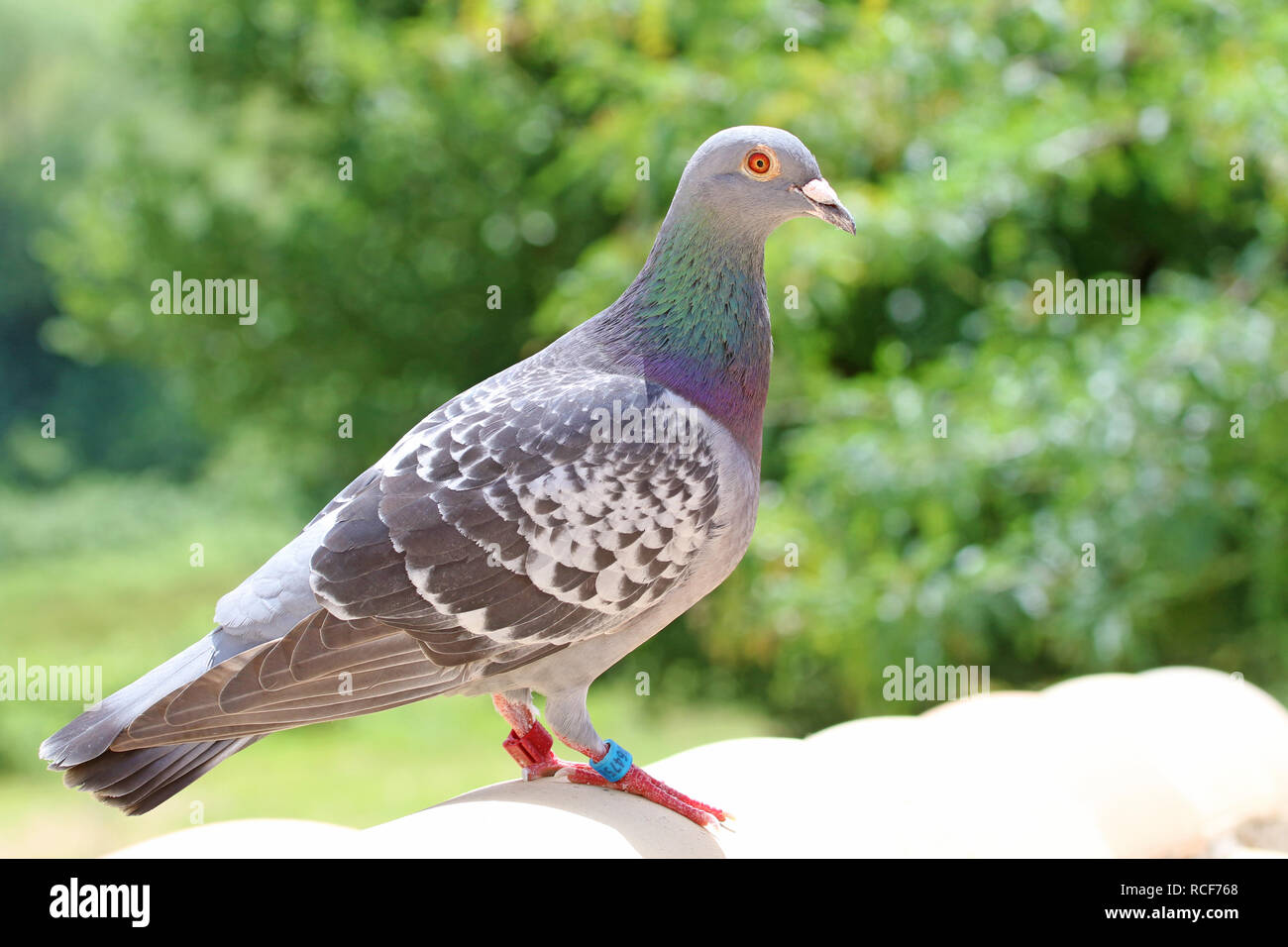 Homing pigeon, pigeon ou pigeon domestique Columba livia domestica latine libre de prendre une pause de son long vol sur un typique toit pantiled Banque D'Images