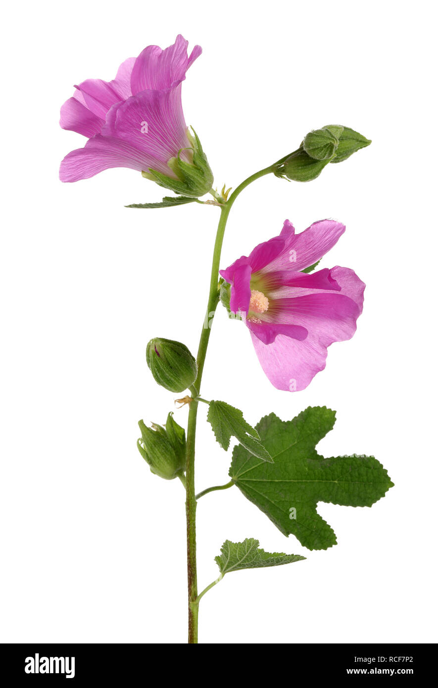 Alcea rosea rose trémière, rose, isolé sur fond blanc Banque D'Images