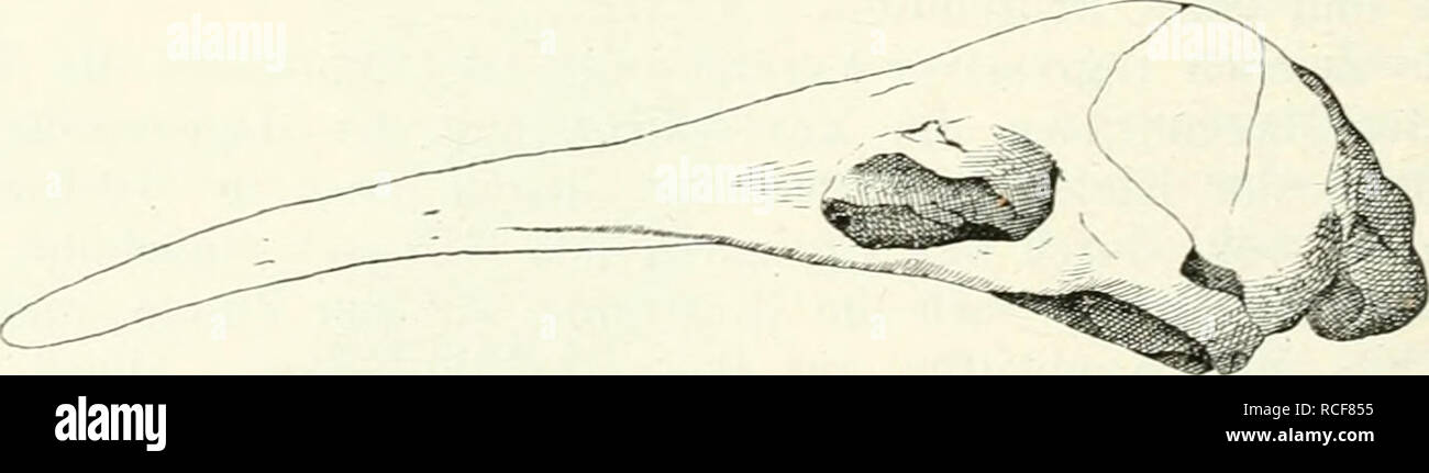 . Die Säugetiere. Einführung in die pot und Systematik der fossilen und recenten Mammalia. Anatomie comparée,, les Mammifères Mammifères, combustibles.  ;*,;Y) I. &Lt ; )riliniiii Moiidtreniata ;- :. jiriiiiitivor. Ecliidiia priinitivei Andererseits ist im iJaii- der Le])er. des Kehlkopfes Muscuhis Verhalten des gi, Old Black Horse(iinis oculi supérieure. Diagnostiquer : Die sind Moxotremata ()vii) sont (teilweise ovovivi])areV) tubulöse Milchdrüsen die Säugetiere, nicht durch Zitzen, sondern ge- trennt jederseits auf einem Drüsenfelde ausmünden. ANR)aares Marsupium vorhanden oder iiickgebildet. Eine Sclienkehhüse mündet (hi Banque D'Images