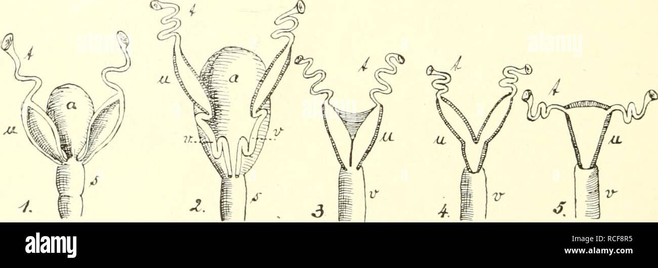 . Die säugetiere. Einführung in die pot und Systematik der fossilen und recenten Mammalia. Anatomie comparée des mammifères, ;. 248 X. Geschlechtsorp zeltartig-ane. Tiibenött und über Ovarium'nung (N). Stets unter être teiligung Eierstockszelt solches kann der Ampulle zu einer Eierstocks- kapsel werden (z. B, Schwein, manche Insectivora), die meist noch mit der Bauchhöhle Oetfhung kommuniziert durch eine, aber auch ganz von sich Ihr abschließen kann nur von Kommunikation mit der Tuba unterhält als höchste Sicherung für die Aufnahme des Seei durch die Tuba (Fig. 206). Wir Im Übrigen Banque D'Images