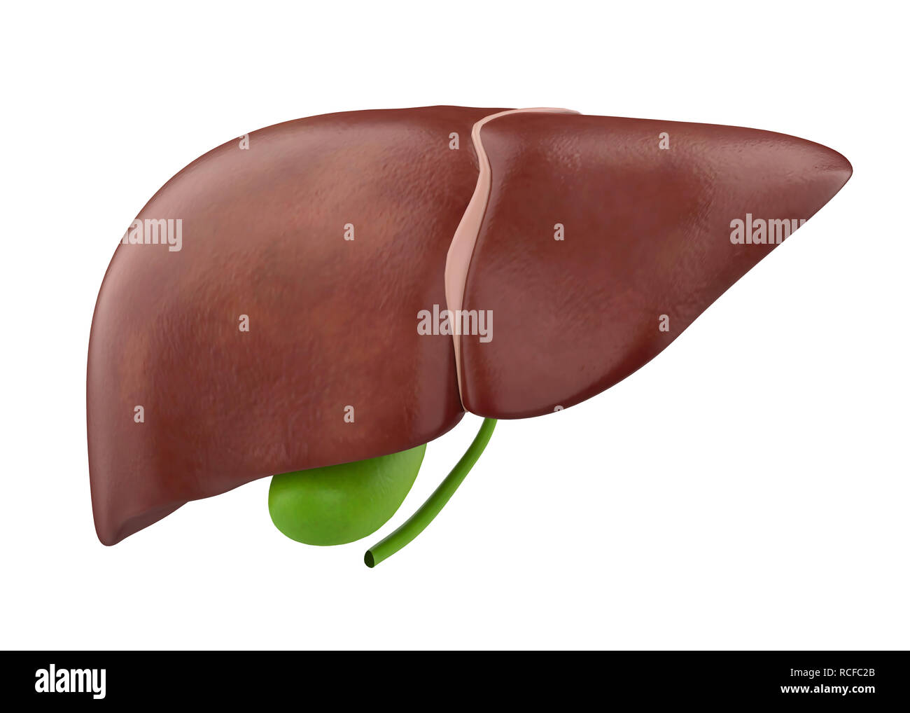 Anatomie du foie et de la vésicule biliaire Banque D'Images