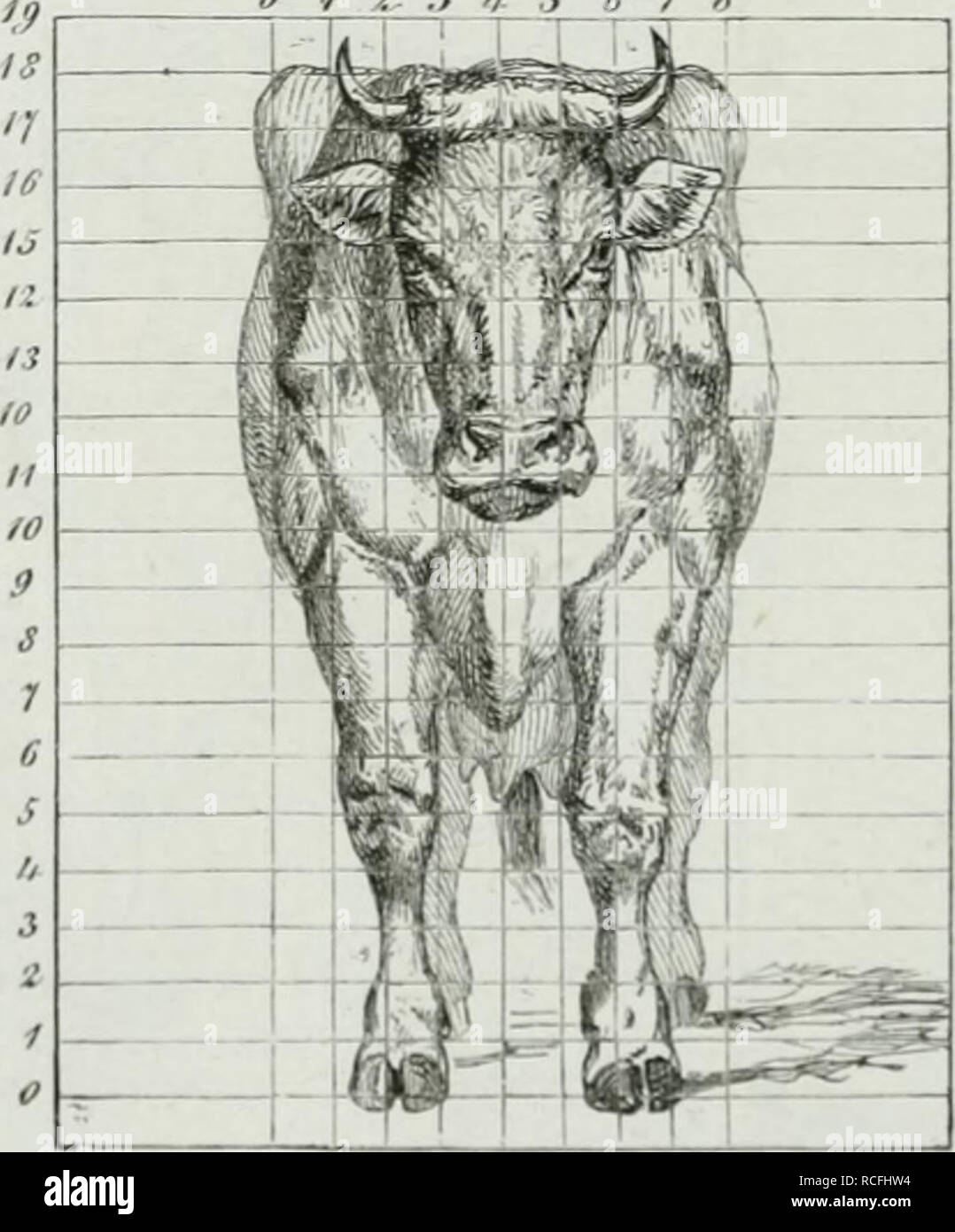 . Die Thierzucht. Les animaux domestiques ; l'élevage ; l'élevage. o 4- z .i les utilisateurs. Veuillez noter que ces images sont extraites de la page numérisée des images qui peuvent avoir été retouchées numériquement pour plus de lisibilité - coloration et l'aspect de ces illustrations ne peut pas parfaitement ressembler à l'œuvre originale.. Settegast, H. Breslau : Korn Banque D'Images