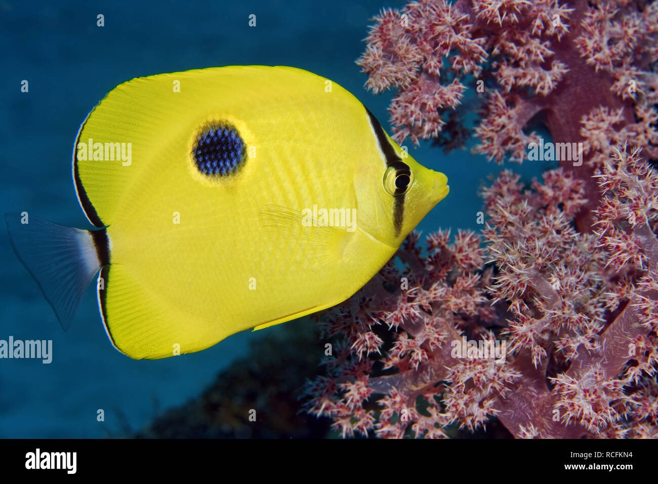 Teardrop jaune - papillons Chaetodon interruptus Banque D'Images