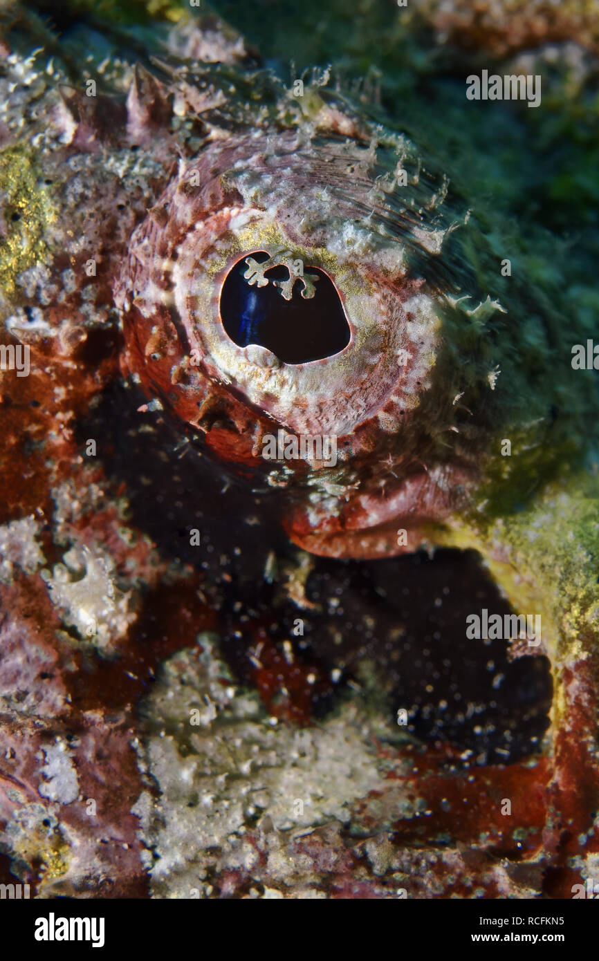 Devil scorpionfish eye - Scorpaenopsis diabolus Banque D'Images