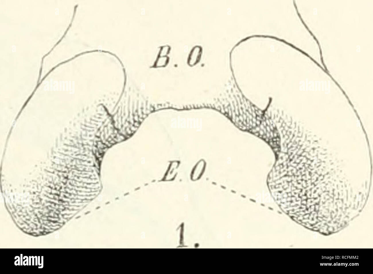 . Die Säugetiere. Einführung in die pot und Systematik der fossilen und recenten Mammalia. Anatomie comparée,, les Mammifères Mammifères, combustibles. Fig. 3.5. Hintcrhauptscon Basalfläche- dyli von der vo" 1. Hydrochreus j, 2. Meles taxus , 3. Eehidnahystria-/,. BO Basioccipitale ; £0 Exocei- pitale. Fig. 36. Längs- schnitt durch den Schädel von Biber, UN B Dr Pavian ; Huxley modifiziert nach. /O Fossa olfactoria ; /c Fossa cerebrali.s ; /cd Fossa- cerebel Siebbein laris ; ad- ebene ; ab Schädel- basisachse Hinterhauptsebene ; öc.. Veuillez noter que ces images sont extraites de la page numérisée des images qui Banque D'Images