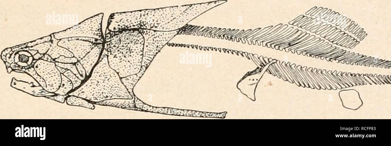 . Die stämme der wirbeltiere. L'évolution, la paléontologie, les Vertébrés. Fische (poissons). 93 glaubt. Andere Forscher, wie C. R. Eastman1, haben die dans Arthrodiren Dipneusten die Verwandtschaft der zu stellen und diese Auffassung versucht durch gewisse Ähnlichkeiten in der Ausbildung des Ge- und der der Art bisses Einlenkung des Unterkiefers zu begründen ge- trachtet. Keine dieser Theorien hat sich durchsetzen est bis jetzt können. Ähnlichkeiten mourir, mourir les preuves als für die Verwandtschaft mit den Antiarchi einerseits und den Dipneusten andererseits heran- eigenschaften und stellen sich bei genauere Banque D'Images