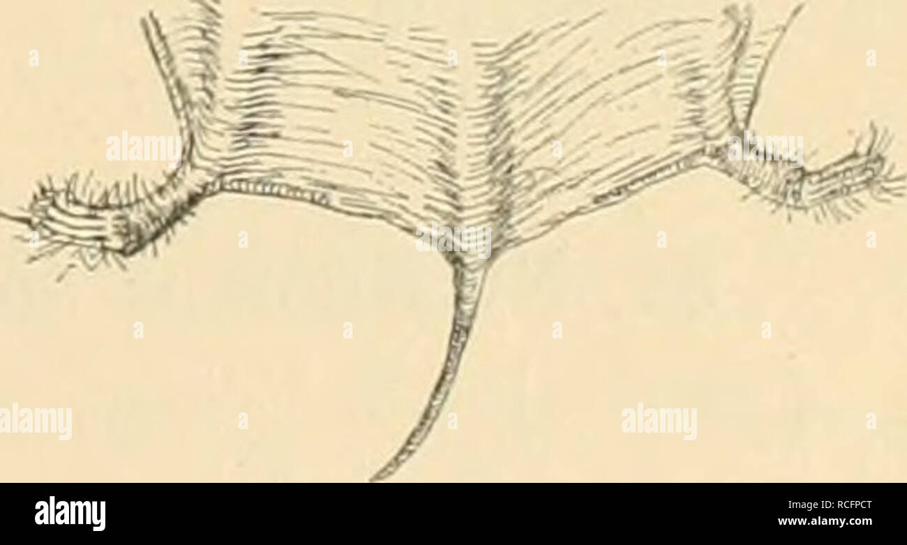 . Die-Deutsch-Ost Säugthiere Afrikas. Les mammifères. - 25 - Gattung : Cerivoula Gray (1842). - Zwergflatterer. Ohren weit entfernt von einander ; Schnauze sehr schmal ; Der Ansatz Ohren ungefähr wie bei Vespertilio, Ohrdeckel sehr lang und sehr breit spitz ; Schwanzflughaut ; Schwanz mindestens so lang wie der Körper. Ohren brut. Nasen- löcher in. Zwergflatterer überall Die Leben in den Tropen der alten Welt. 50. Cerivoula africana Dob. - Zwergflatterer. Dobson, Cat. Chiroptera Brit. Mus. 1878, p. 335. L. 3,5 ; r. 2,8 ; 3,6 cm Schwanz. Haarspitzen Dunkelbraun mit grauen ; Unterseite blasser. Sansibar ; M Banque D'Images