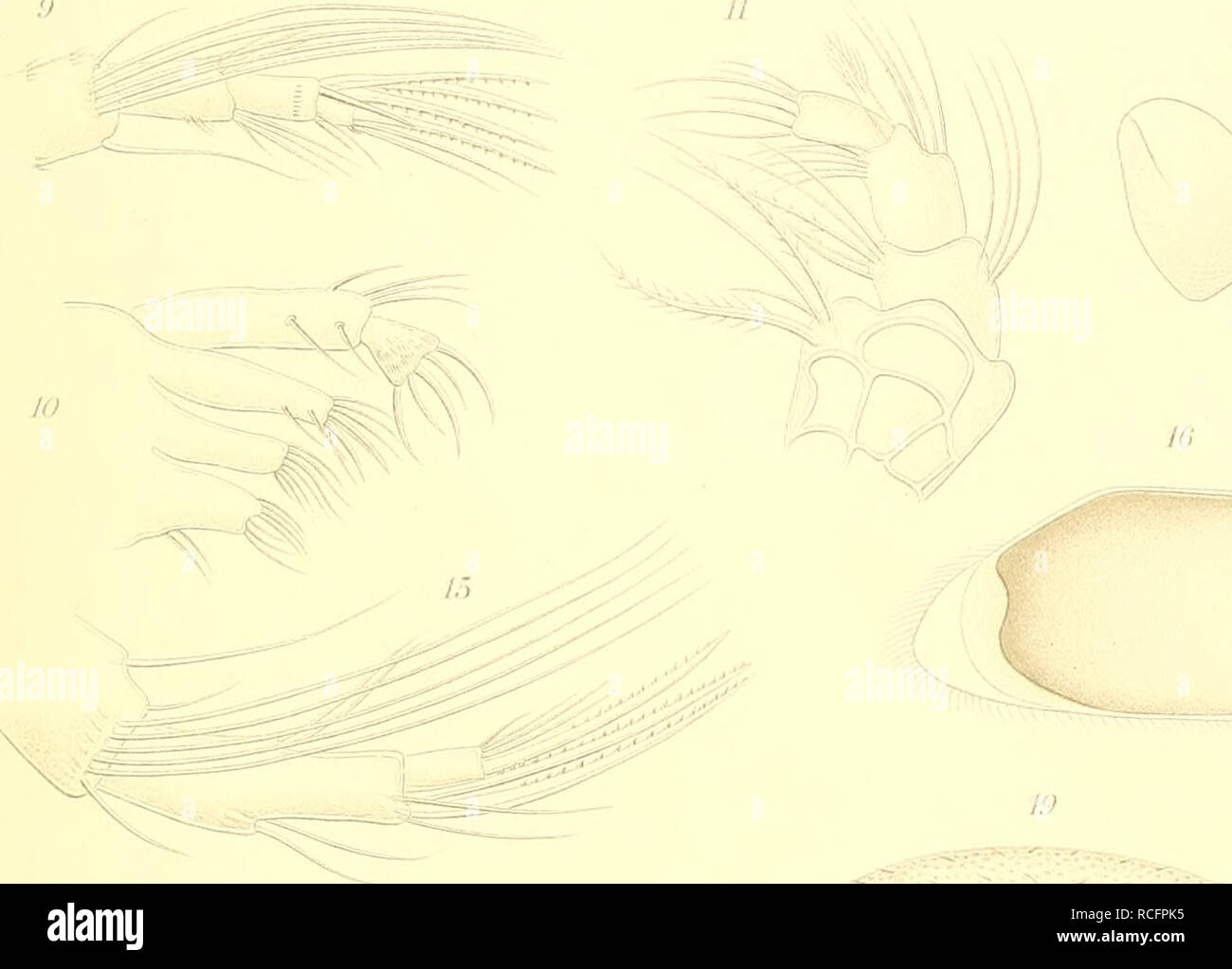 . Die Süsswasser-Mikrofauna Deutsch-Ost-Afrikas. Invertébrés d'eau douce ; eau douce ; les animaux invertébrés. Iocjica ZcK)Ih-ft LIX. # Voyage jusqu'.Xi. Aa .. j'i 2021 est'. Veuillez noter que ces images sont extraites de la page numérisée des images qui peuvent avoir été retouchées numériquement pour plus de lisibilité - coloration et l'aspect de ces illustrations ne peut pas parfaitement ressembler à l'œuvre originale.. Daday, Eugen v. Stuttgart : E. Schweizerbart Banque D'Images