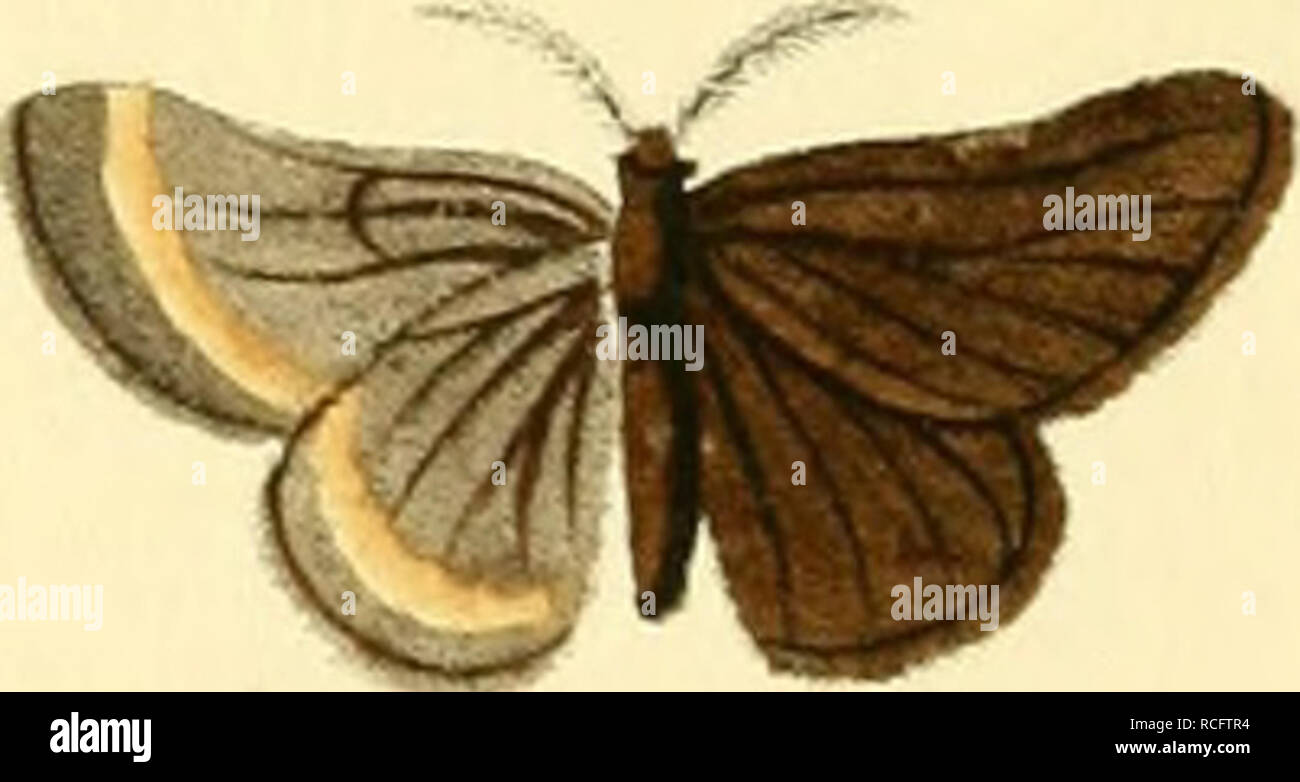 Die Schmetterlinge In Abbildungen Nach Der Natur Lepidoptera Les Papillons Riiai Teil Vccvl Eili Ot Ge Ectin Ic J Munoi Tq A T 9 R Vj Z Y M A Fien C Lt A