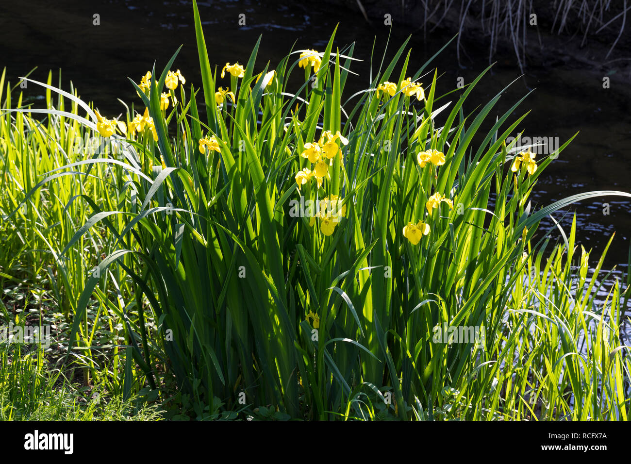 Sumpf-Schwertlilie Sumpfschwertlilie Schwertlilie,,, Gelbe Iris, Gelbe Schwertlilie, Wasser-Schwertlilie, Iris pseudacorus Iris drapeau, drapeau jaune, ye Banque D'Images