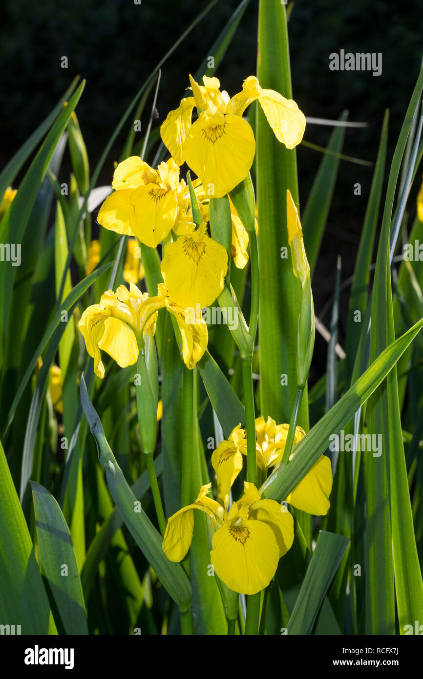 Sumpf-Schwertlilie Sumpfschwertlilie Schwertlilie,,, Gelbe Iris, Gelbe Schwertlilie, Wasser-Schwertlilie, Iris pseudacorus Iris drapeau, drapeau jaune, ye Banque D'Images