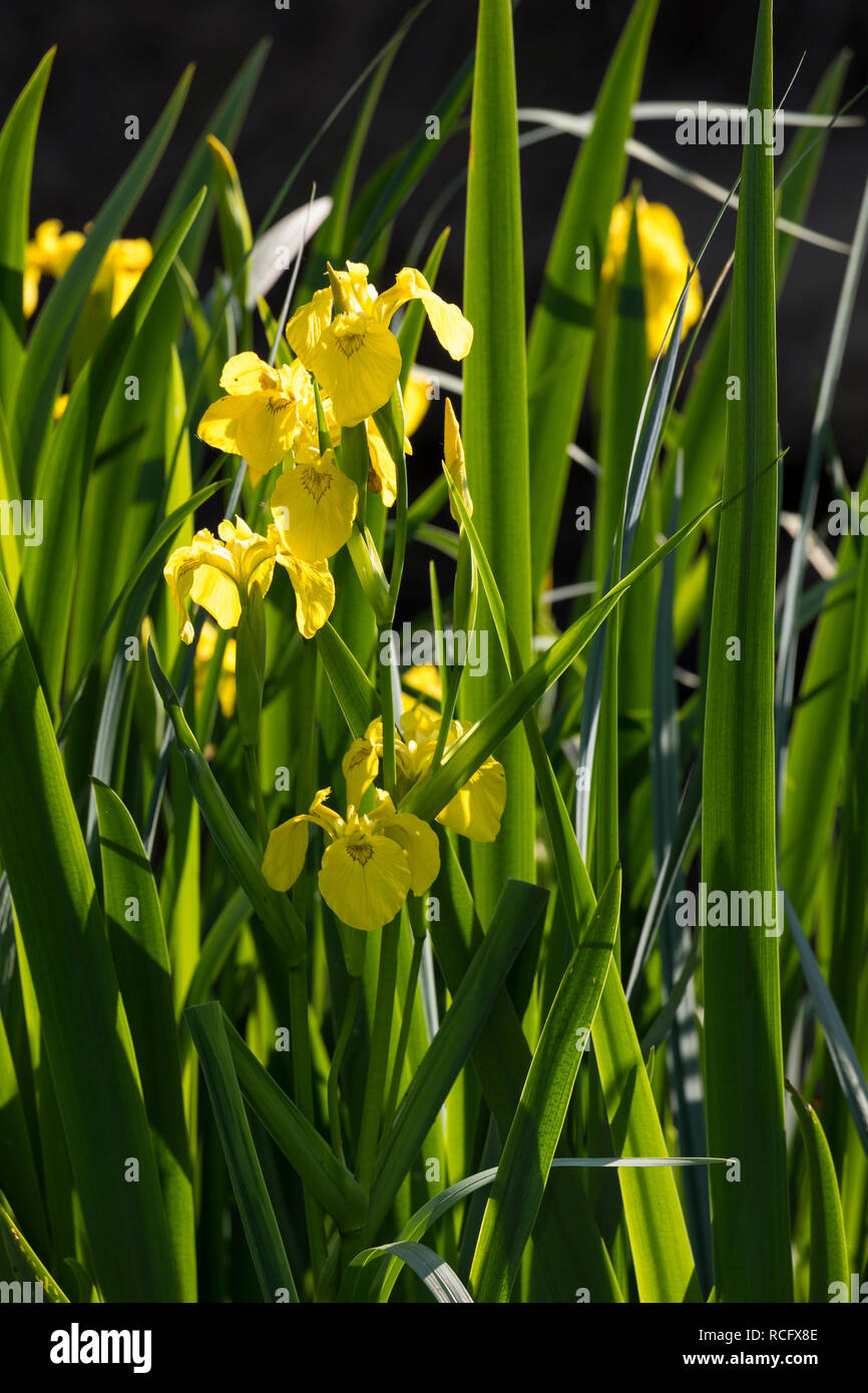 Sumpf-Schwertlilie Sumpfschwertlilie Schwertlilie,,, Gelbe Iris, Gelbe Schwertlilie, Wasser-Schwertlilie, Iris pseudacorus Iris drapeau, drapeau jaune, ye Banque D'Images